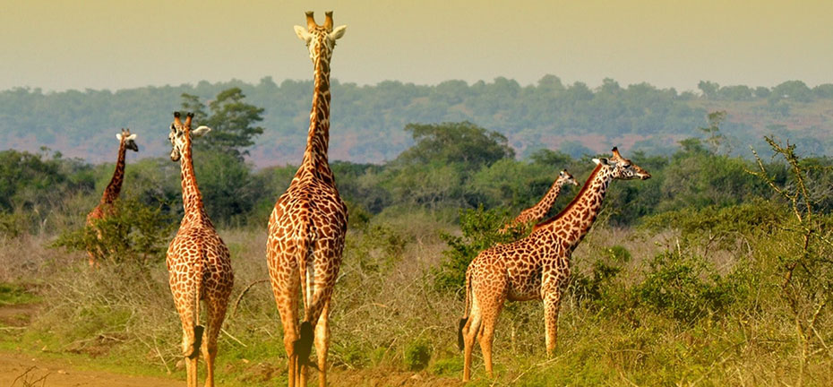 Giraffes in Akagera National Park